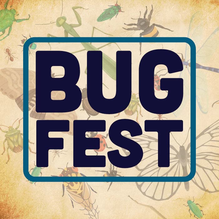 Bug Fest