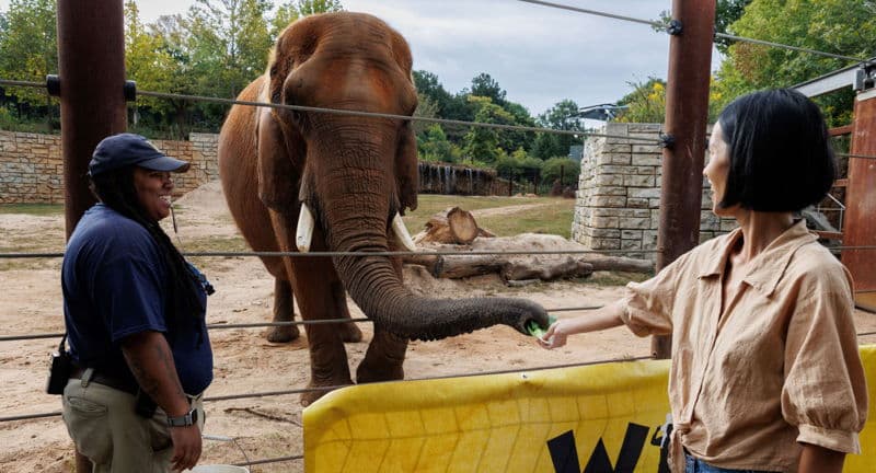 Elephant Wild Encounter