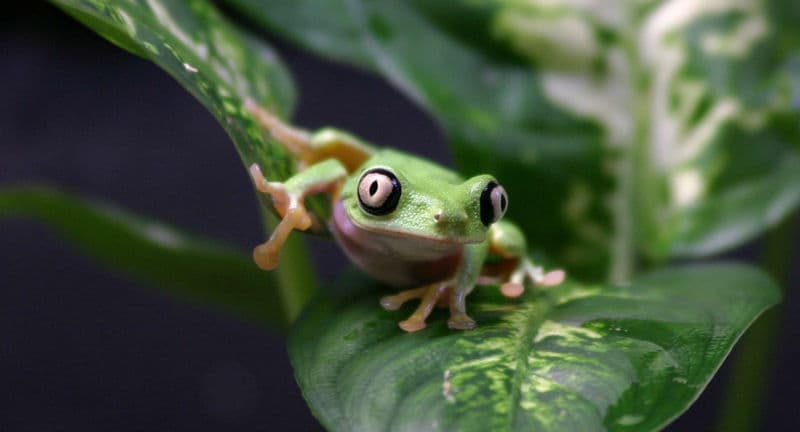 Keeper for a Day: Reptiles and Amphibians