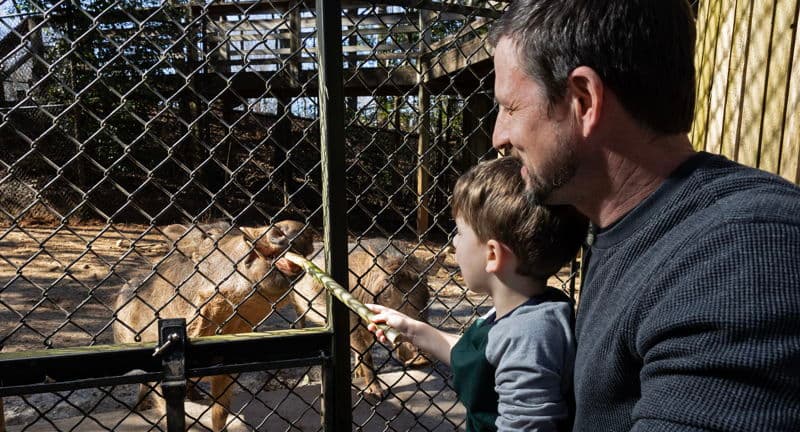 Warthog Wild Encounter